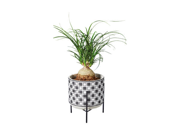 Grøn plante i keramik