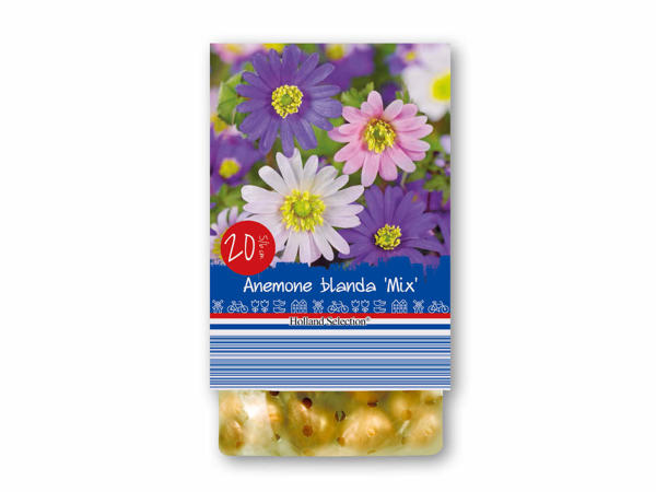 Forårsblomsterløg