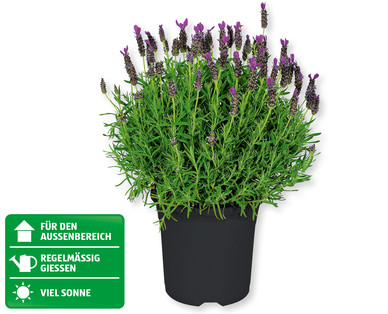 Lavendel