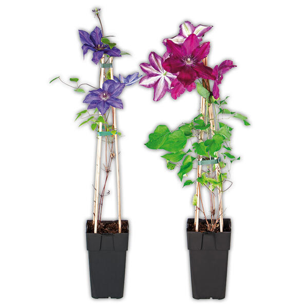 Blühende Clematis XL "Waldrebe"
