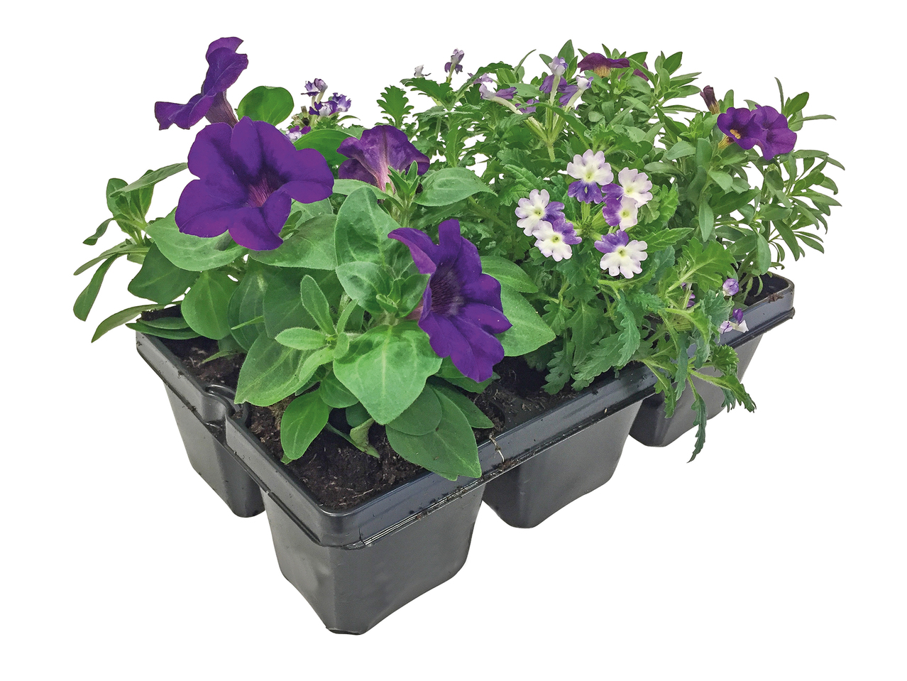 Bedding Plants1