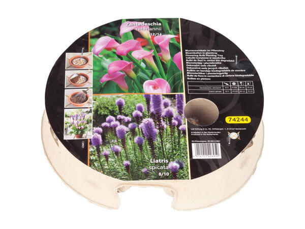 Autumn Flowers Bulbs
