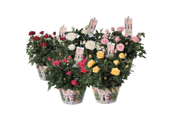 Rosor "Love"