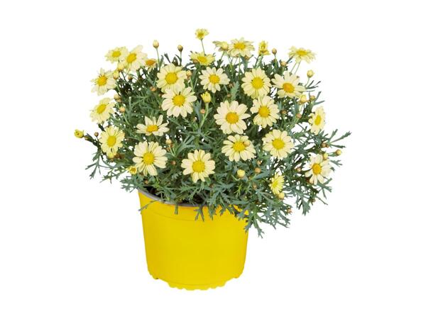 Coloured Marguerite Bushes