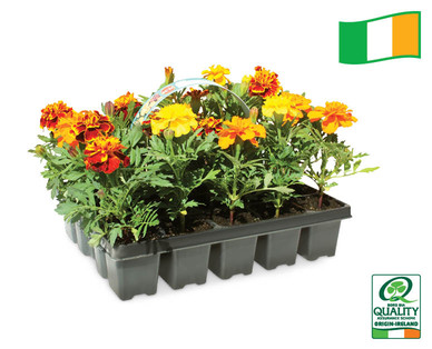 Irish Grown Summer Bedding Plants