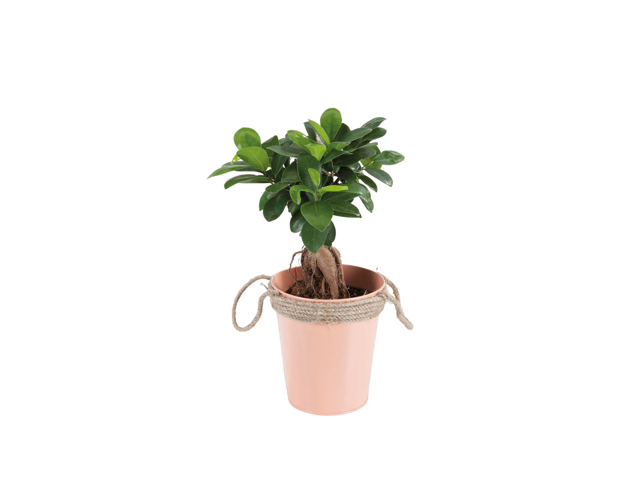 Bonsai im Eimer