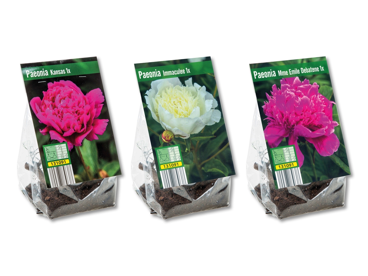 Bulbes de pivoine