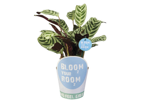 Green Plant 'Bloom your Room'
