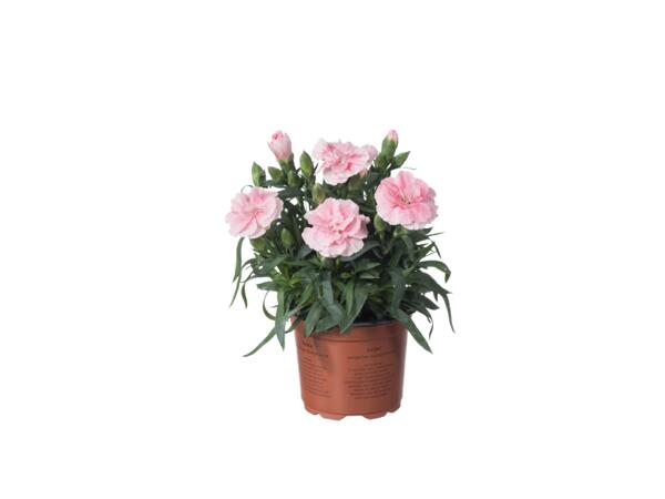 Carnations