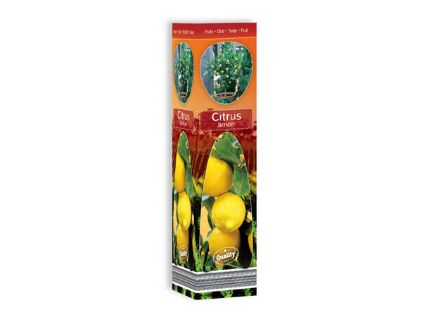 Mediterannean Plants
