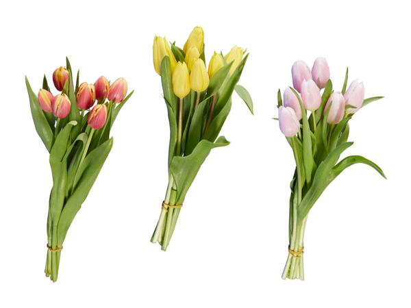 Tulipani