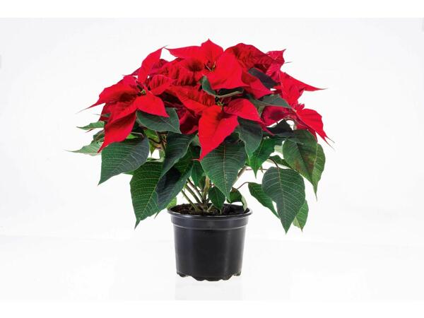 Rose de Noël