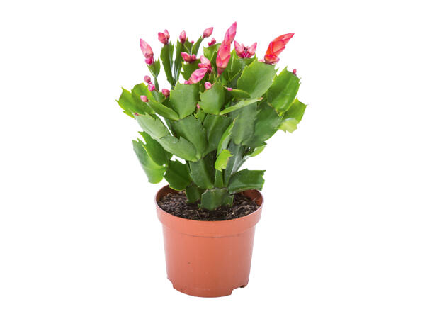Christmas Cactus