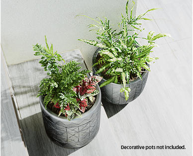 Assorted Fern Planters 155mm