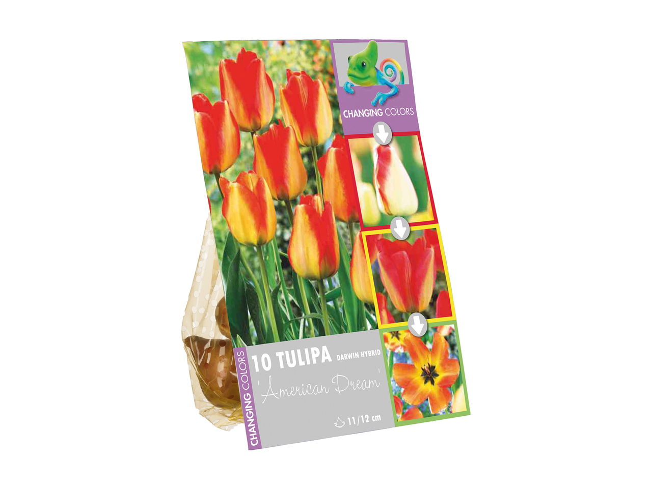 Colour Changing Flowering Bulbs1