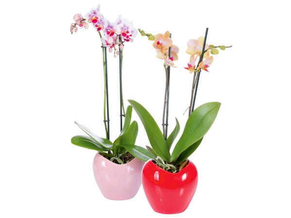 Phalaenopsis Multiflora