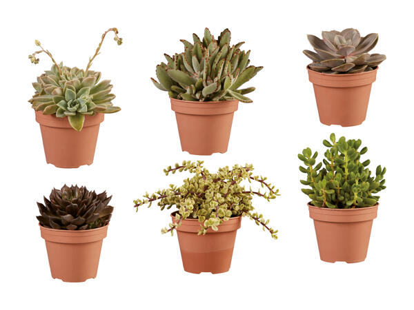 Succulentes XL