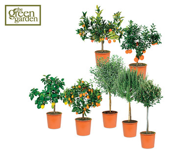 Mediterranean Plants