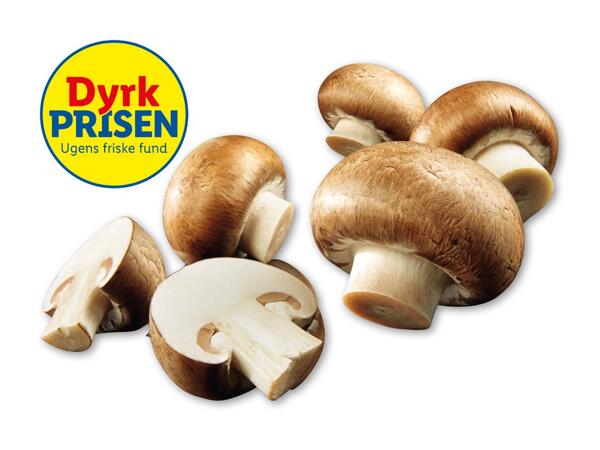 Økologiske danske brune champignon