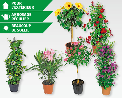 Plantes de balcon/terrasse