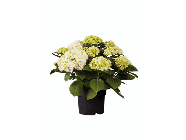Hortensia