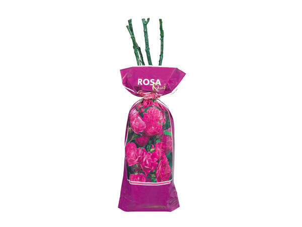 Rosier grimpant