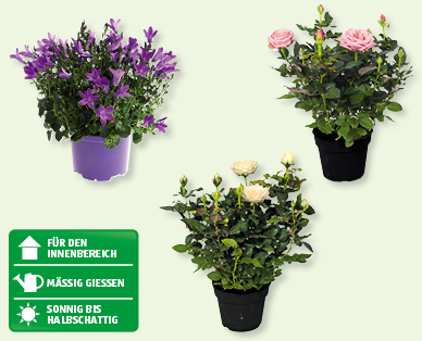 Campanula & Rosen infinity