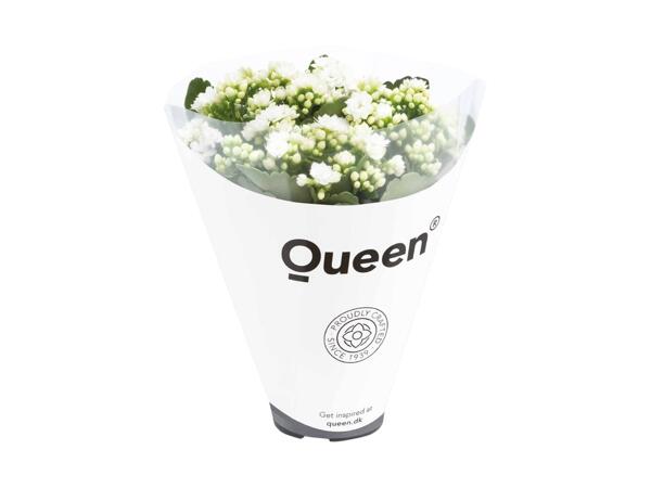 Brændende kærlighed