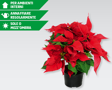 Stella di Natale GARDENLINE(R)