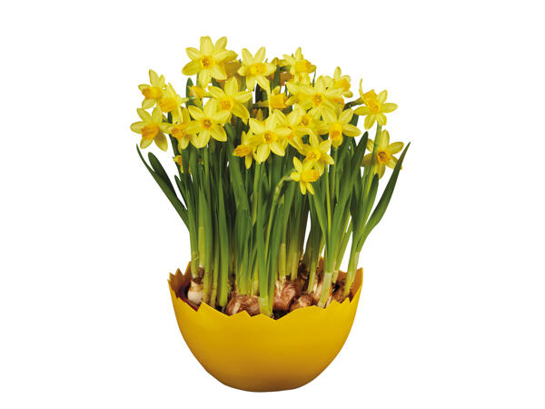 Daffodils in Egg Planter - Lidl - Great Britain - Specials archive