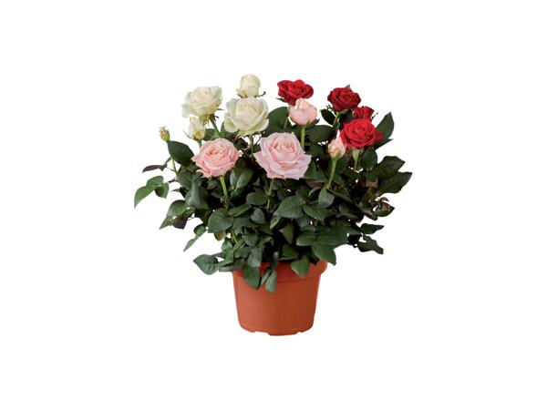 Roses