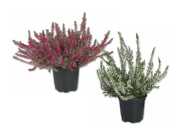 Calluna Vulgaris
