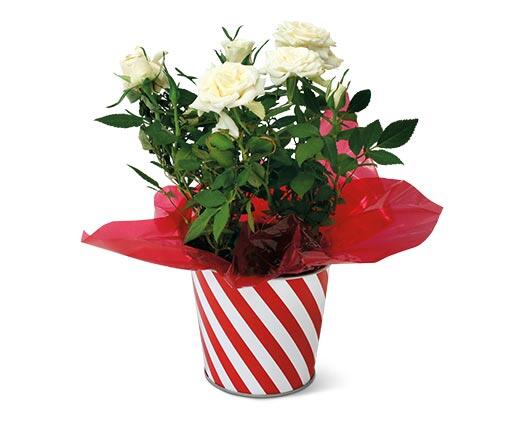Mini Potted Roses