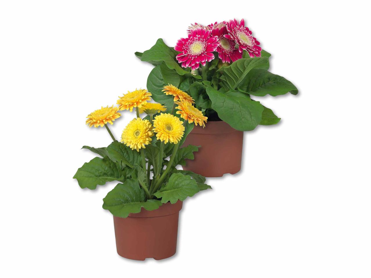 Gerbera