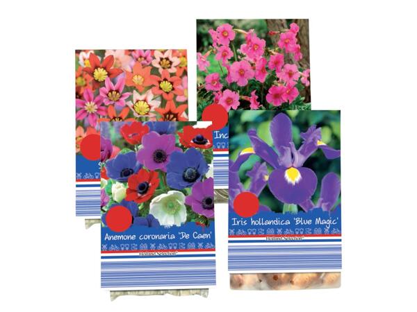 Flower bulbs