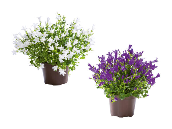 Campanula GET MEE