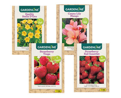 Packet Bulbs