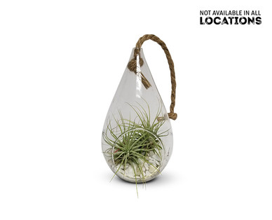 Air Plant Terrarium
