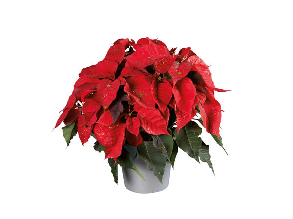 Glittrande julstjärna i kruka