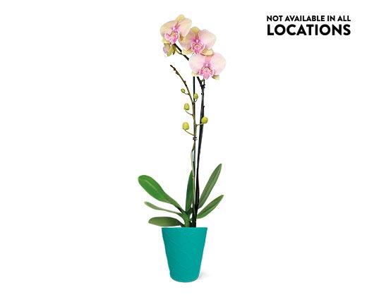 5" Easy Orchid Assorted Colors