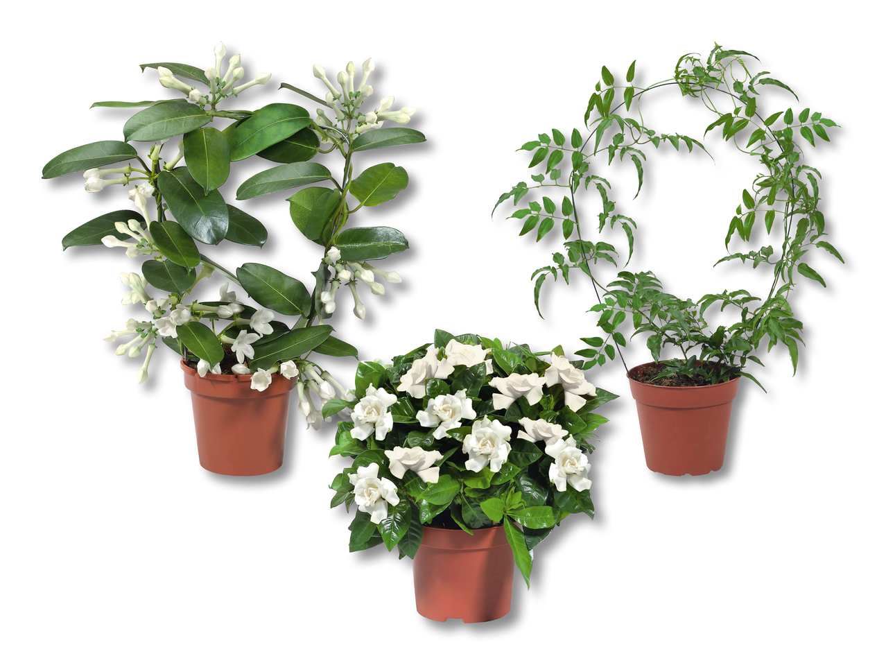 Jasmin, stephanotis en arc et gardénia en buisson