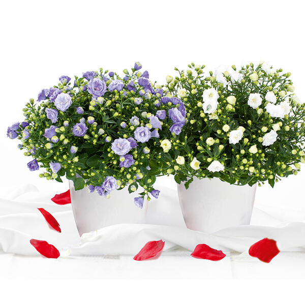 Campanula Multi Mix