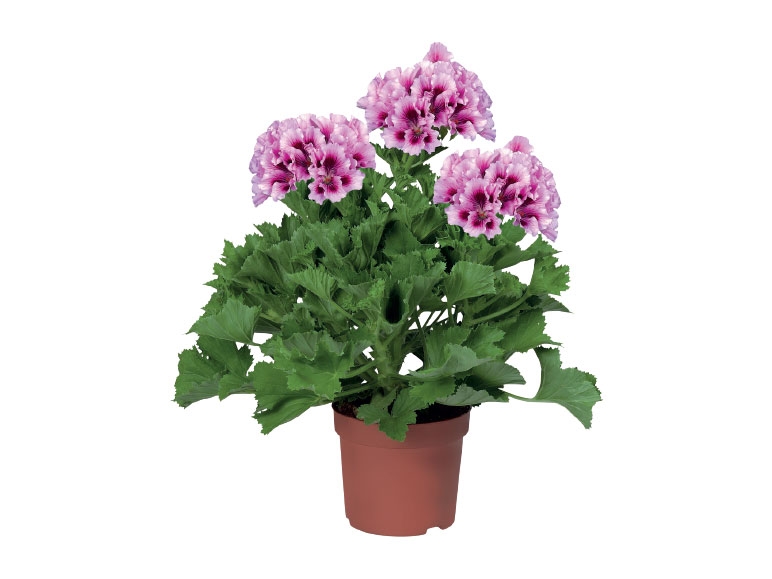Geranium