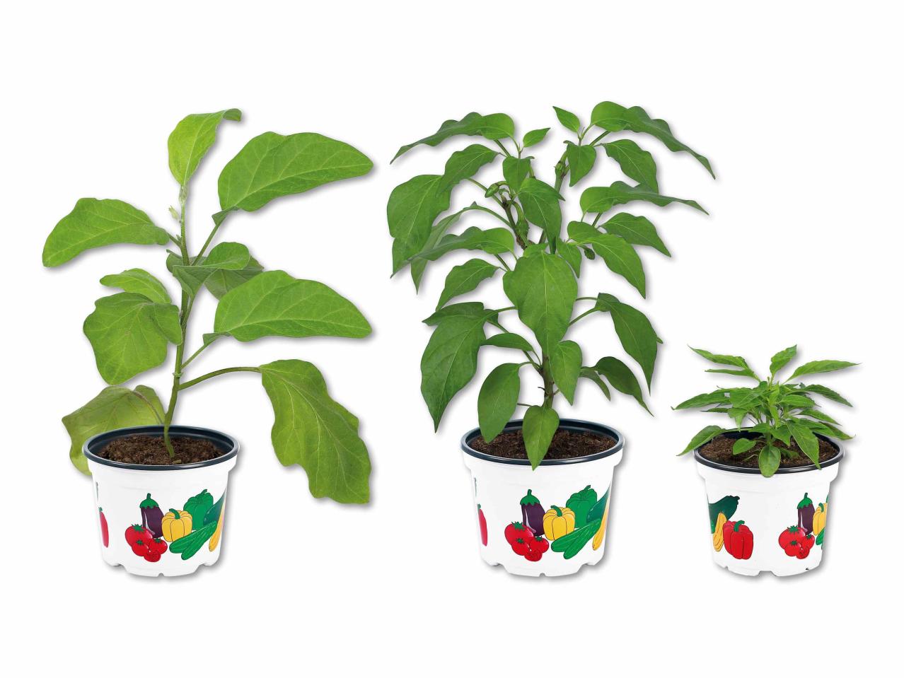 Plante potagère