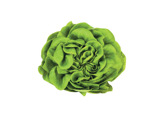 BUTTERHEAD LETTUCE