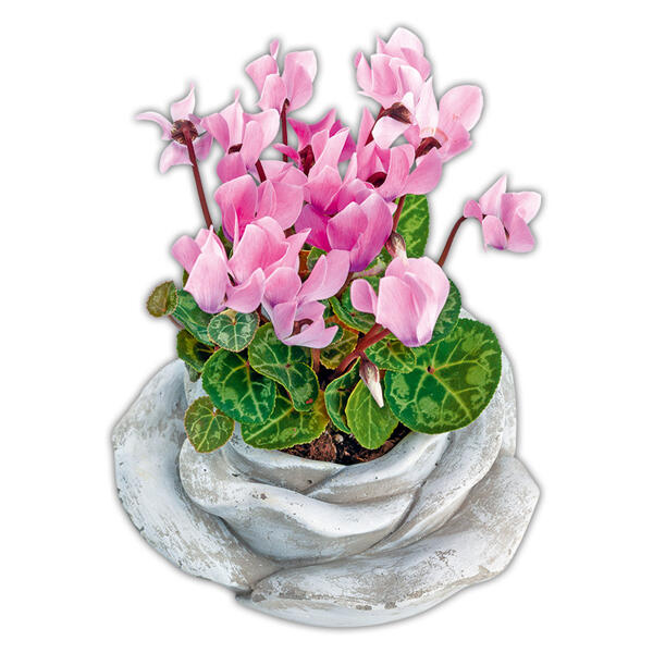 Bepflanzte Steinrose