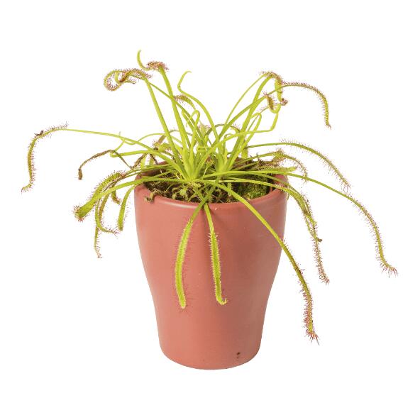 Plante carnivore