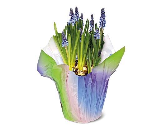 Grape Hyacinth