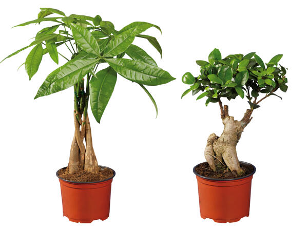 Ficus Ginseng oder Pachira