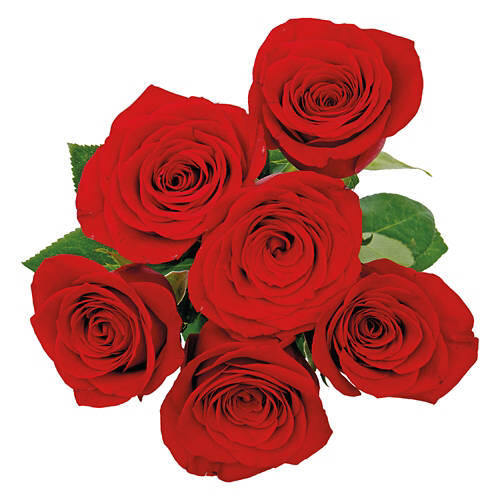 6 Roses Flower Bouquet - Assorted Color